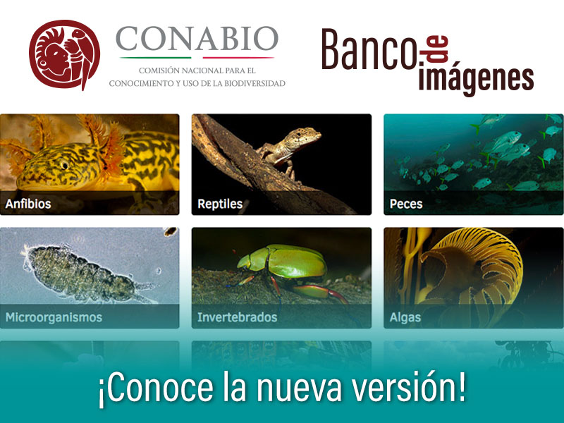 Biodiversidad Mexicana | Comisión Nacional Para El Conocimiento Y Uso ...