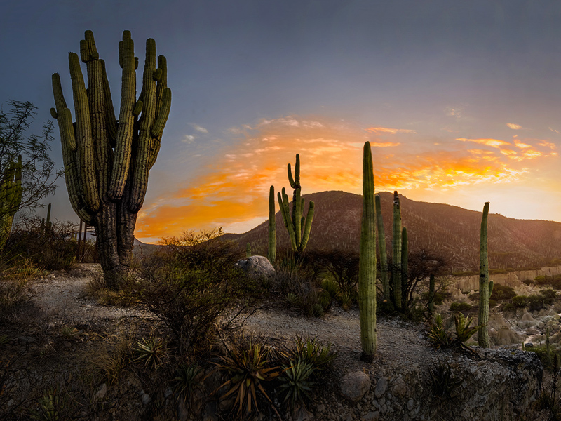 Biodiversidad Mexicana Comisión Nacional para el