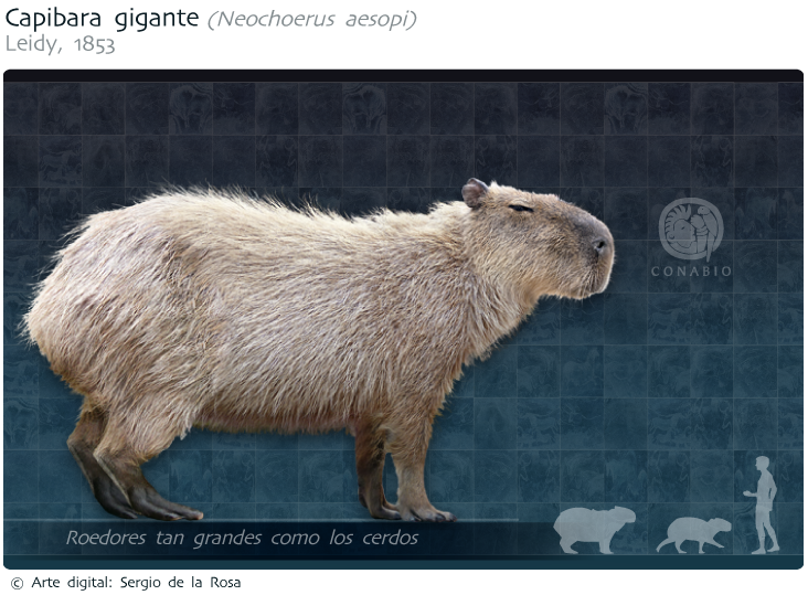 Topo 86+ imagem capibara tamaño