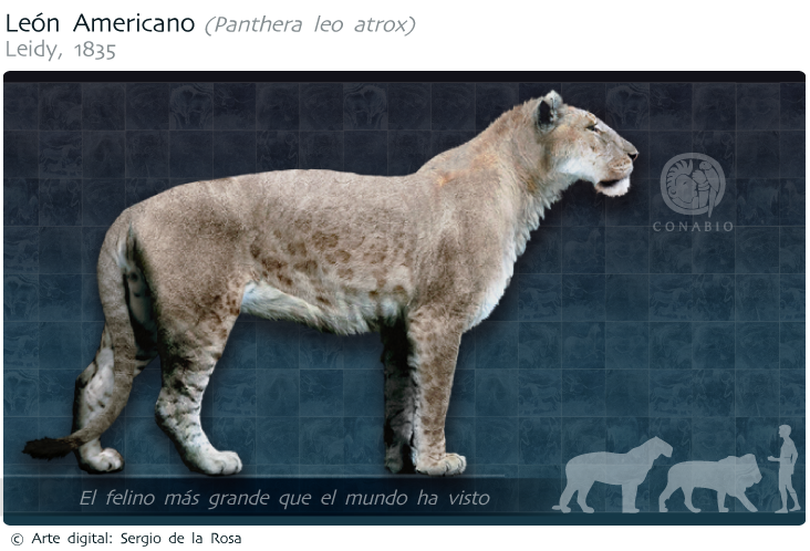 Top 61+ imagen leones salvajes en mexico