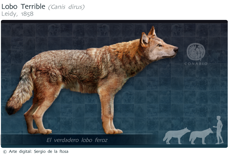 Lobo Terrible | Biodiversidad Mexicana