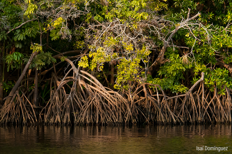 Manglares | Biodiversidad Mexicana