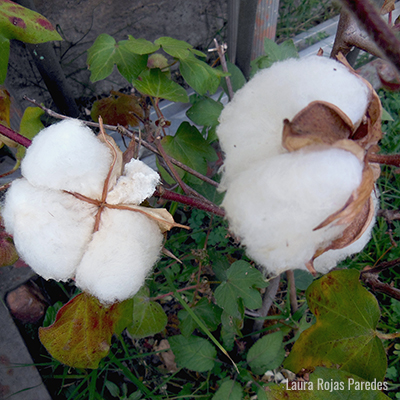 Diversidad genética y conservación del algodón