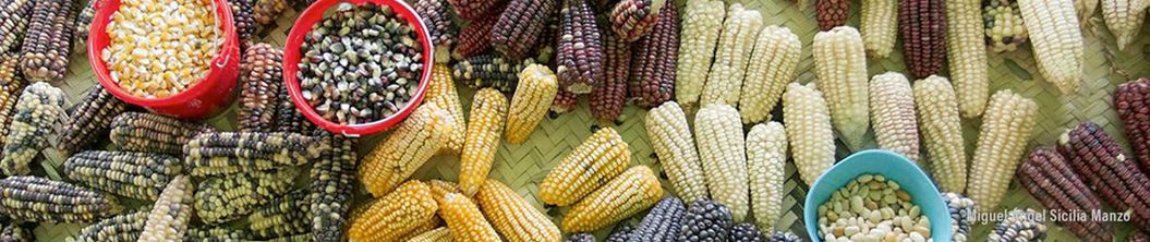 Diversidad genética del maiz