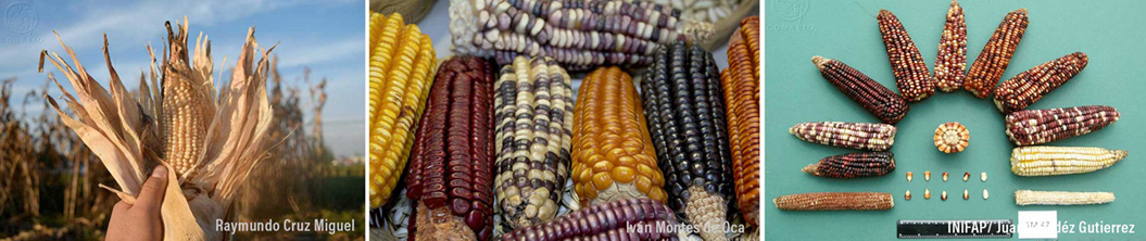 Origen y diversificación del maíz