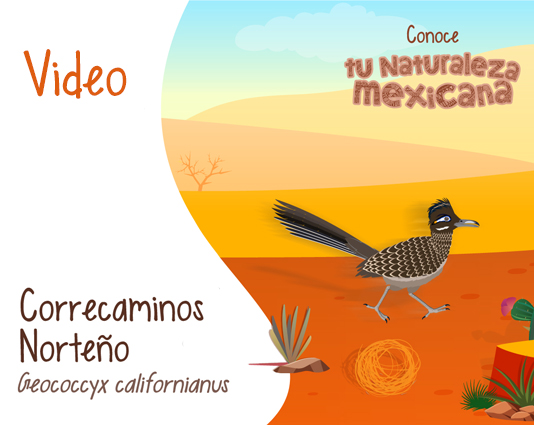 Conoce tu naturaleza mexicana - Correcaminos