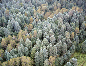 fotografías de bosques con árboles