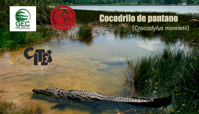 Crocodylus moreletii