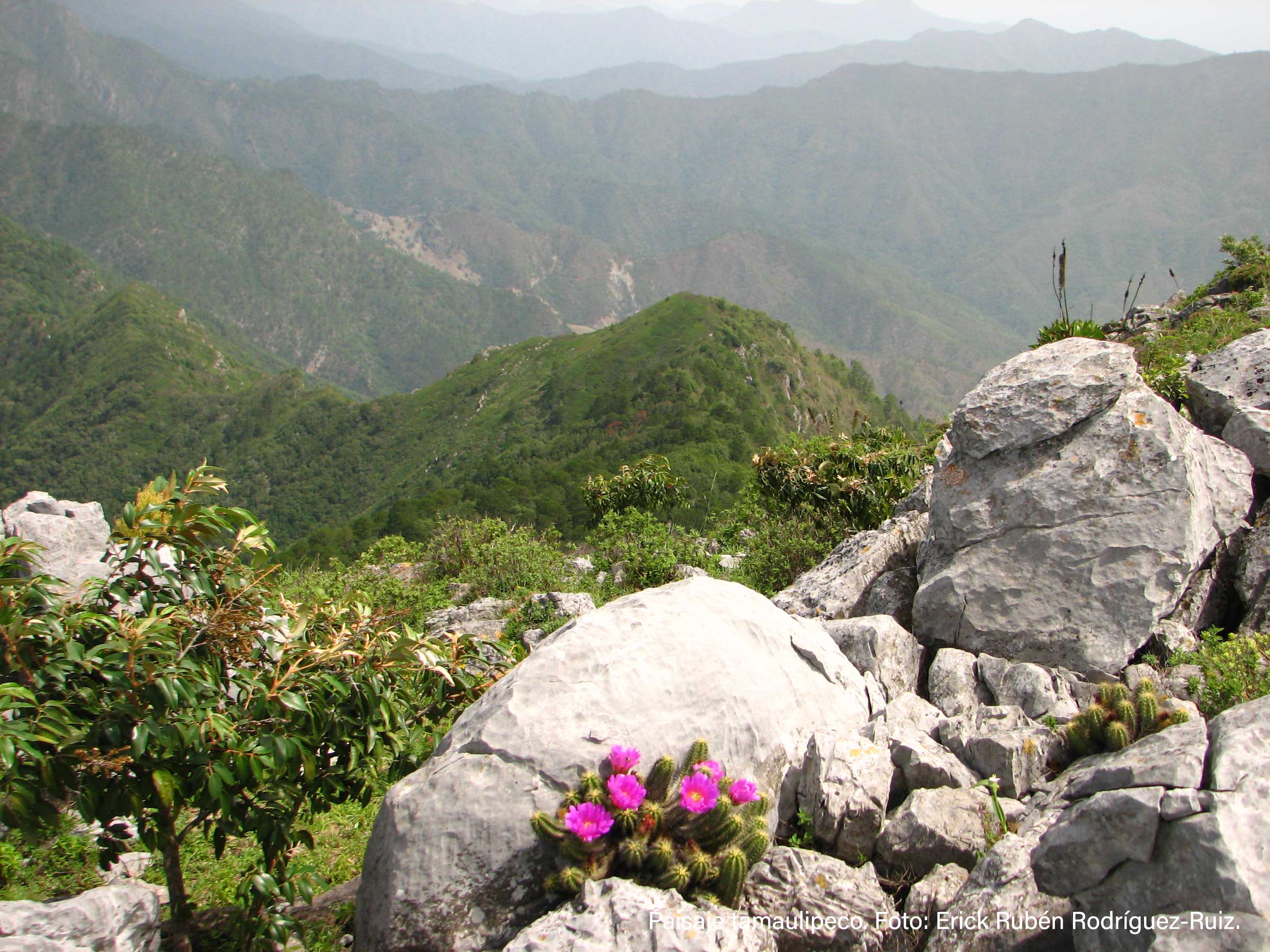 Tamaulipas