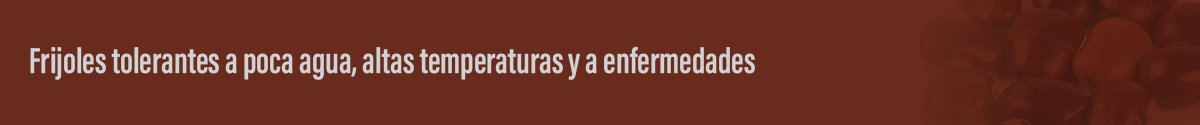 Frijoles tolerantes a poca agua, altas temperaturas y a enfermedades