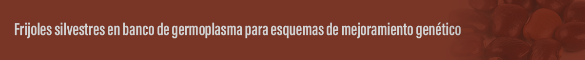 Estrategias de los frijoles para tolerar las sequías