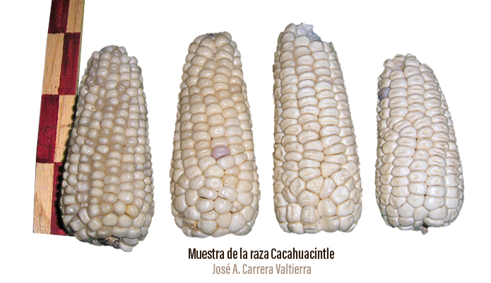 Cacahuacintle | Biodiversidad Mexicana